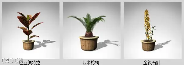 室内盆栽3D模型 XfrogPlants- HOUSEPLANTS - C4D之家 - dfd2032_49.jpg