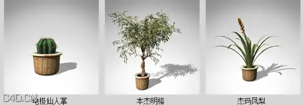 室内盆栽3D模型 XfrogPlants- HOUSEPLANTS - C4D之家 - df2032_51.jpg