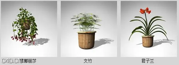 室内盆栽3D模型 XfrogPlants- HOUSEPLANTS - C4D之家 - sdf32032_48.jpg
