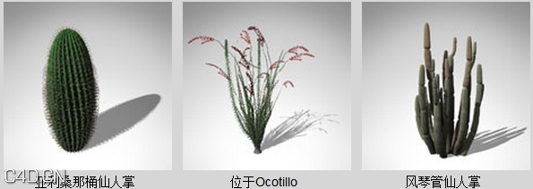 美国西南部沙漠仙人掌3D模型 XfrogPlants – USA SOUTHWEST - C4D之家 - df31622_46.jpg