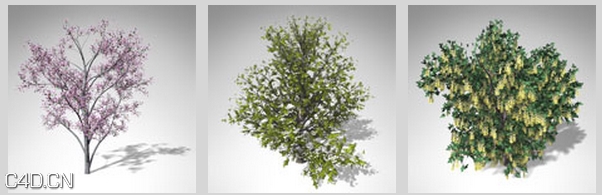 开花的树木3D模型 XfrogPlants – BLOSSOMING - C4D之家 - df2037_53.jpg