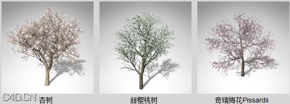 开花的树木3D模型 XfrogPlants – BLOSSOMING - C4D之家 - ddddddd2037_56.jpg