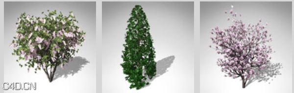 开花的树木3D模型 XfrogPlants – BLOSSOMING - C4D之家 - dfd2037_54.jpg