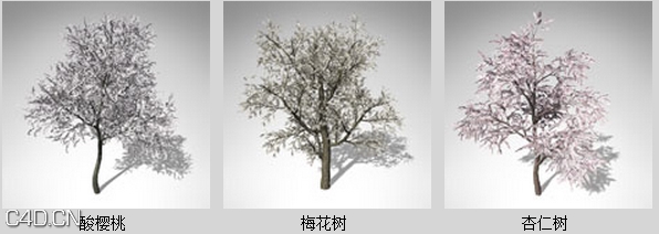 开花的树木3D模型 XfrogPlants – BLOSSOMING