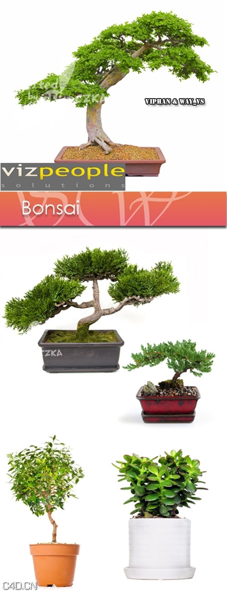 盆景景观树3D模型 VizPeople – Bonsai - C4D之家 - 1c8ae78703fa02c92e878bea5f6ef70f.jpeg