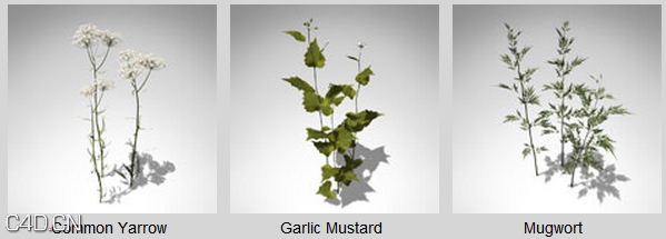 二十余种花草3D模型 XfrogPlants – GROUNDCOVER - C4D之家 - df2049_58.jpg