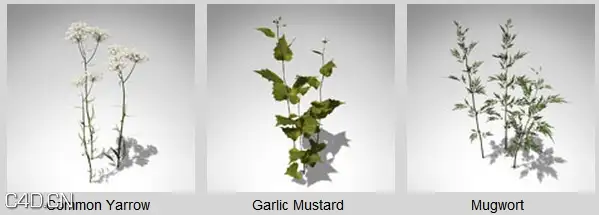 二十余种花草3D模型 XfrogPlants – GROUNDCOVER - C4D之家 - df2049_58.jpg