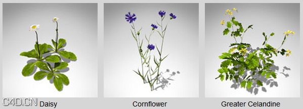 二十余种花草3D模型 XfrogPlants – GROUNDCOVER - C4D之家 - dfd2049_59.jpg