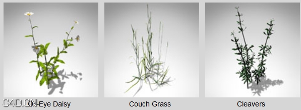二十余种花草3D模型 XfrogPlants – GROUNDCOVER - C4D之家 - dfd2049_60.jpg