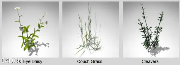 二十余种花草3D模型 XfrogPlants – GROUNDCOVER - C4D之家 - dfd2049_60.jpg