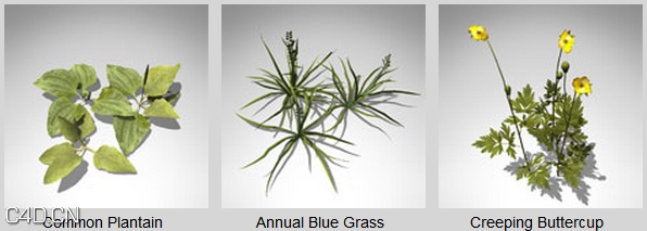 二十余种花草3D模型 XfrogPlants – GROUNDCOVER - C4D之家 - dfd2049_62.jpg
