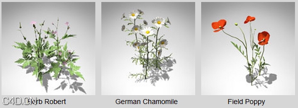 二十余种花草3D模型 XfrogPlants – GROUNDCOVER - C4D之家 - dfd2049_61.jpg