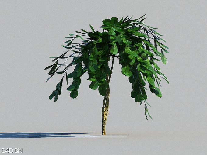 高山花卉植物3D模型 R&D Group – iFlowers vol.2 Alpine - C4D之家 - huge_686.jpg