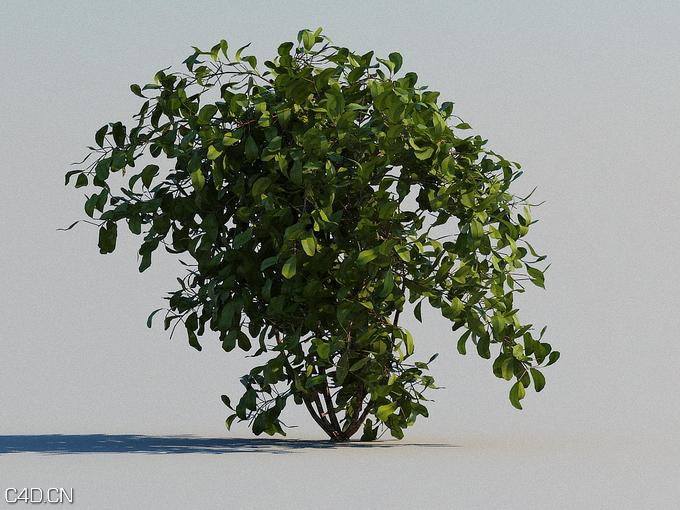 高山花卉植物3D模型 R&D Group – iFlowers vol.2 Alpine - C4D之家 - huge_639.jpg