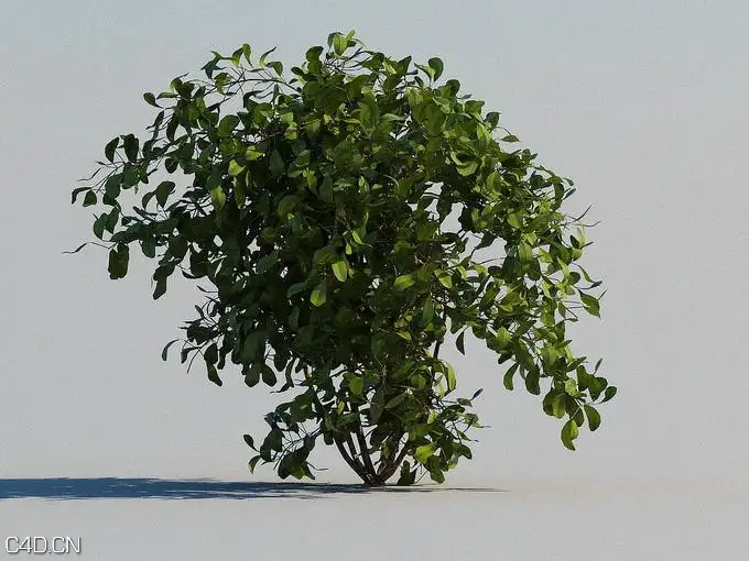 高山花卉植物3D模型 R&D Group – iFlowers vol.2 Alpine - C4D之家 - huge_639.jpg