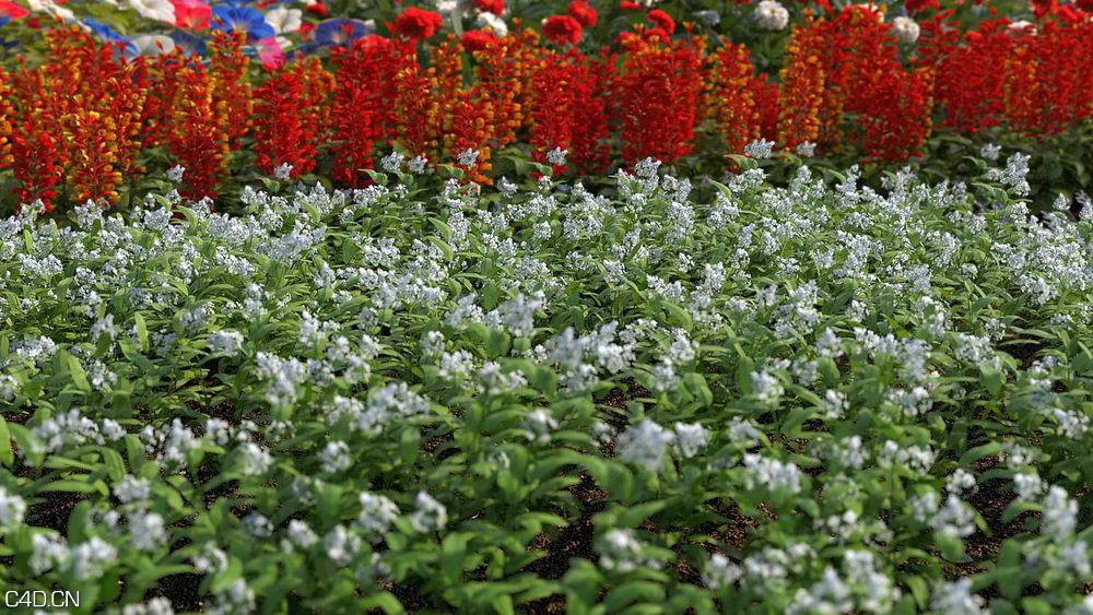 花圃花卉3D模型 R&D Group – iFlowers vol.3 Flowerbeds - C4D之家 - huge_550.jpg