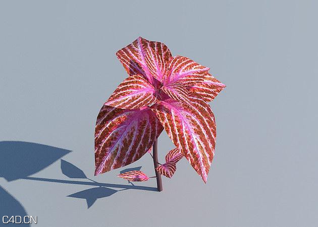 花圃花卉3D模型 R&D Group – iFlowers vol.3 Flowerbeds - C4D之家 - huge_608.jpg
