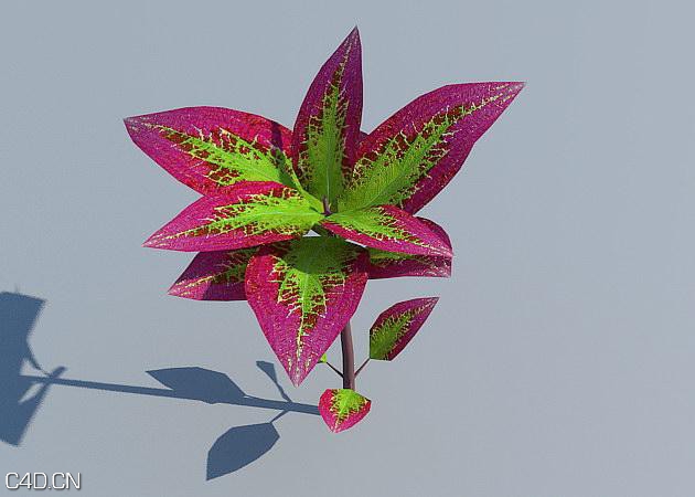 花圃花卉3D模型 R&D Group – iFlowers vol.3 Flowerbeds - C4D之家 - huge_603.jpg