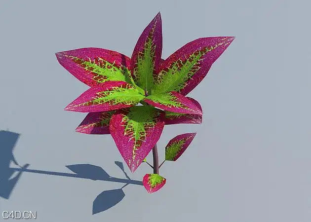 花圃花卉3D模型 R&D Group – iFlowers vol.3 Flowerbeds - C4D之家 - huge_603.jpg
