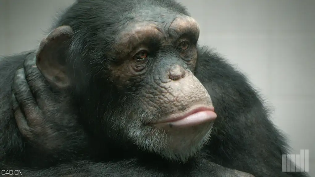 Arnold（C4DtoA）渲染器官方宣传作品展示 - C4D之家 - peta_chimp_1.jpg