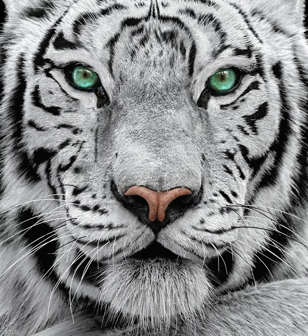 Arnold（C4DtoA）渲染器官方宣传作品展示 - C4D之家 - white_tiger_1.jpg