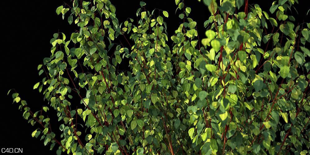灌木3D模型 R&D Group – iBushes vol.1 - C4D之家 - huge_1401.jpg