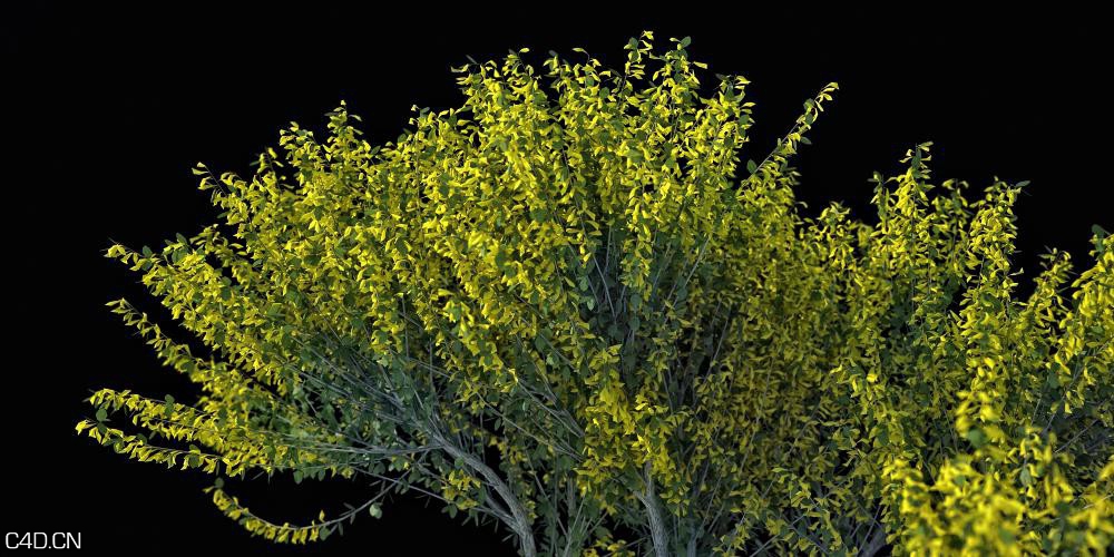 灌木3D模型 R&D Group – iBushes vol.1 - C4D之家 - huge_1397.jpg