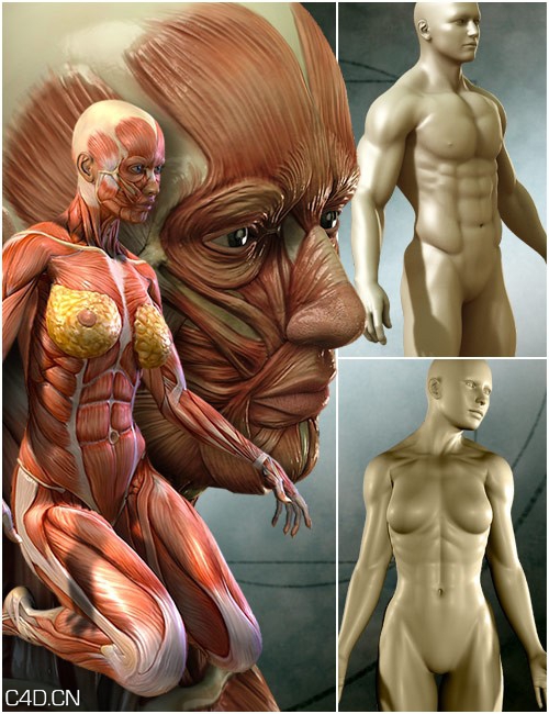 医疗人体肌肉素材 Medical Bundle Muscle Pack