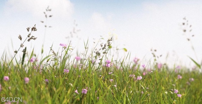 植物/粮食3D模型（草地、花草、小麦） R&D Group – iGrass Vol.1 - C4D之家 - cinema4d_ 2014-09-10 22.26.34.jpg