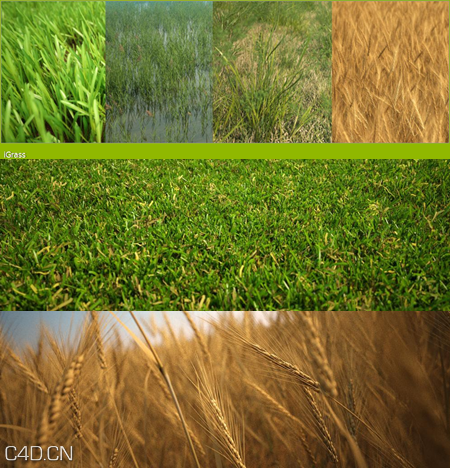 植物/粮食3D模型（草地、花草、小麦） R&D Group – iGrass Vol.1