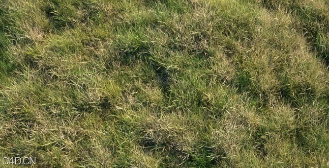 植物/粮食3D模型（草地、花草、小麦） R&D Group – iGrass Vol.1 - C4D之家 - cinema4d_ 2014-09-10 22.26.41.jpg