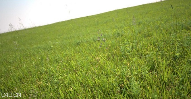 植物/粮食3D模型（草地、花草、小麦） R&D Group – iGrass Vol.1 - C4D之家 - cinema4d_ 2014-09-10 22.26.45.jpg