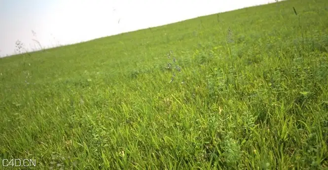 植物/粮食3D模型（草地、花草、小麦） R&D Group – iGrass Vol.1 - C4D之家 - cinema4d_ 2014-09-10 22.26.45.jpg