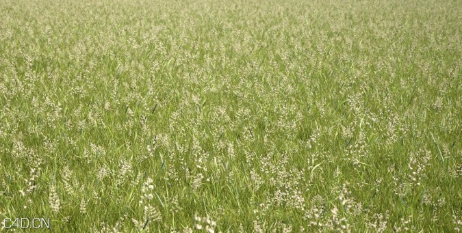 植物/粮食3D模型（草地、花草、小麦） R&D Group – iGrass Vol.1 - C4D之家 - cinema4d_ 2014-09-10 22.26.48.jpg