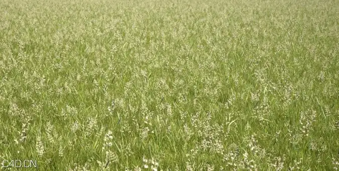 植物/粮食3D模型（草地、花草、小麦） R&D Group – iGrass Vol.1 - C4D之家 - cinema4d_ 2014-09-10 22.26.48.jpg