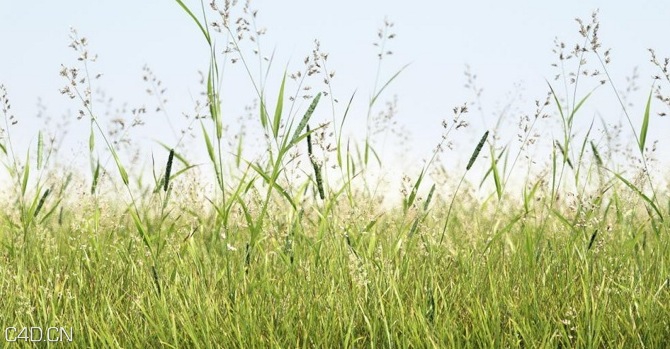 植物/粮食3D模型（草地、花草、小麦） R&D Group – iGrass Vol.1 - C4D之家 - cinema4d_ 2014-09-10 22.26.50.jpg