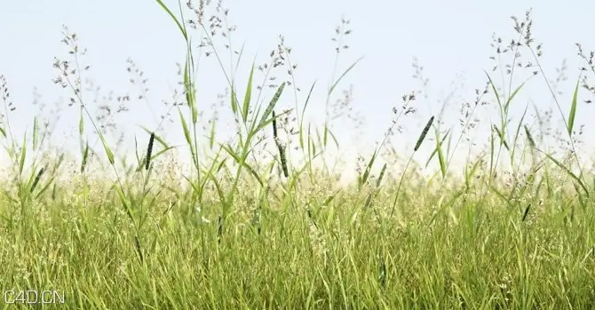 植物/粮食3D模型（草地、花草、小麦） R&D Group – iGrass Vol.1 - C4D之家 - cinema4d_ 2014-09-10 22.26.50.jpg