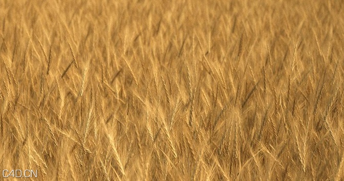 植物/粮食3D模型（草地、花草、小麦） R&D Group – iGrass Vol.1 - C4D之家 - cinema4d_ 2014-09-10 22.26.56.jpg