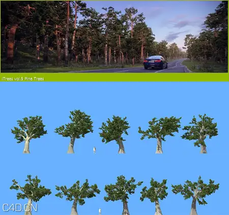 松树3D模型合集 R&D Group – iTrees vol.5 Pine Trees - C4D之家 - ac56591ed0ce5abbd6da17b4e9ec581f.png