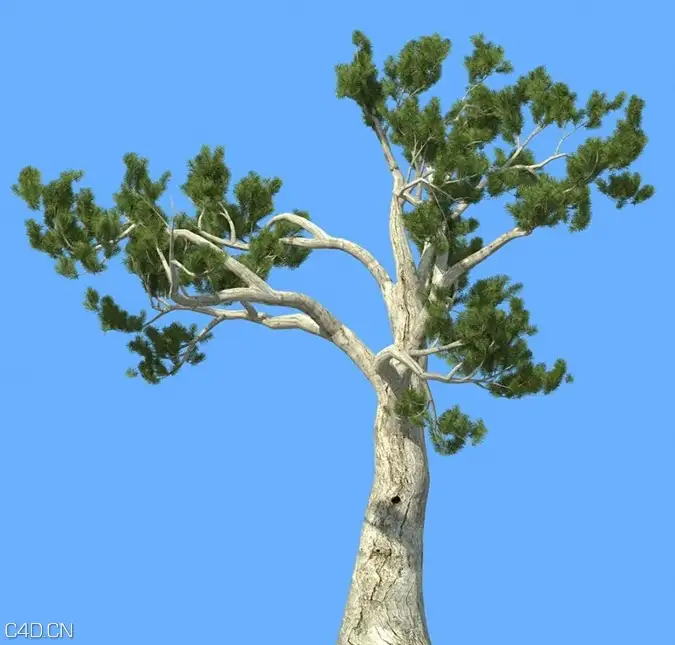 松树3D模型合集 R&D Group – iTrees vol.5 Pine Trees - C4D之家 - cinema4d_ 2014-09-10 22.30.49.jpg