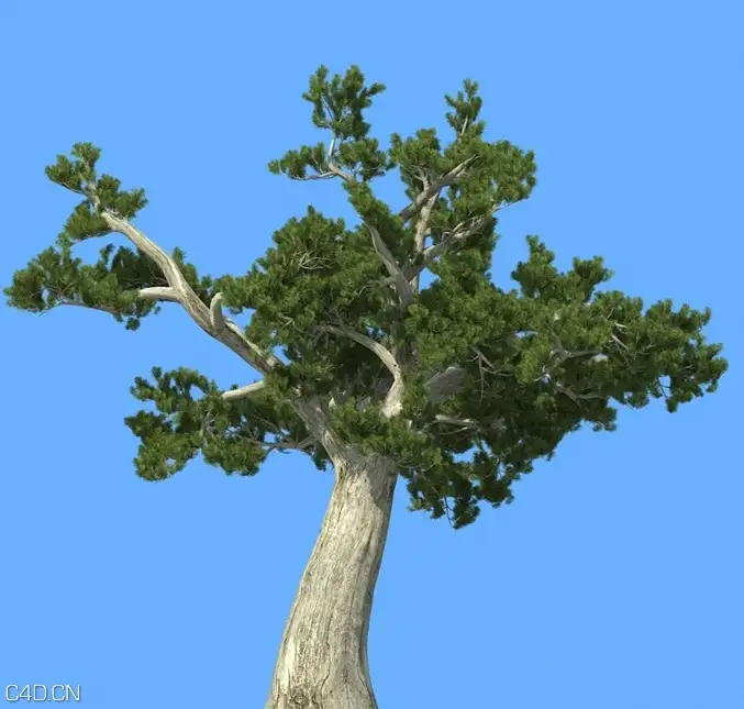 松树3D模型合集 R&D Group – iTrees vol.5 Pine Trees - C4D之家 - cinema4d_ 2014-09-10 22.30.53.jpg