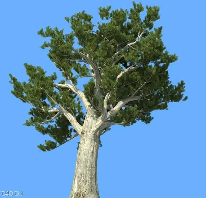 松树3D模型合集 R&D Group – iTrees vol.5 Pine Trees - C4D之家 - cinema4d_ 2014-09-10 22.30.58.jpg