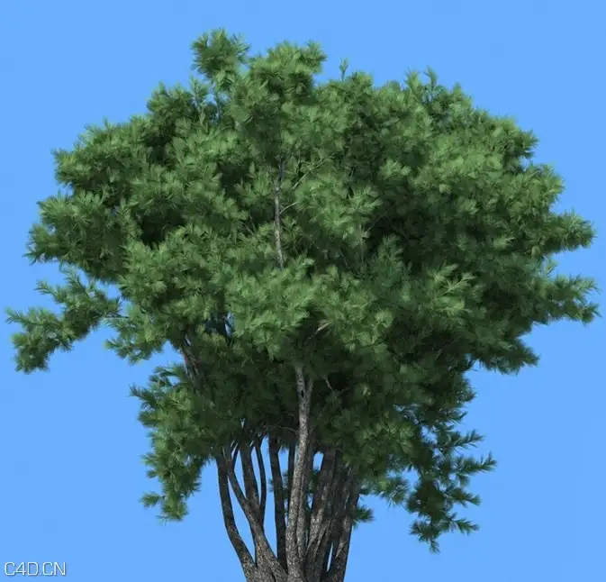 松树3D模型合集 R&D Group – iTrees vol.5 Pine Trees - C4D之家 - cinema4d_ 2014-09-10 22.31.02.jpg