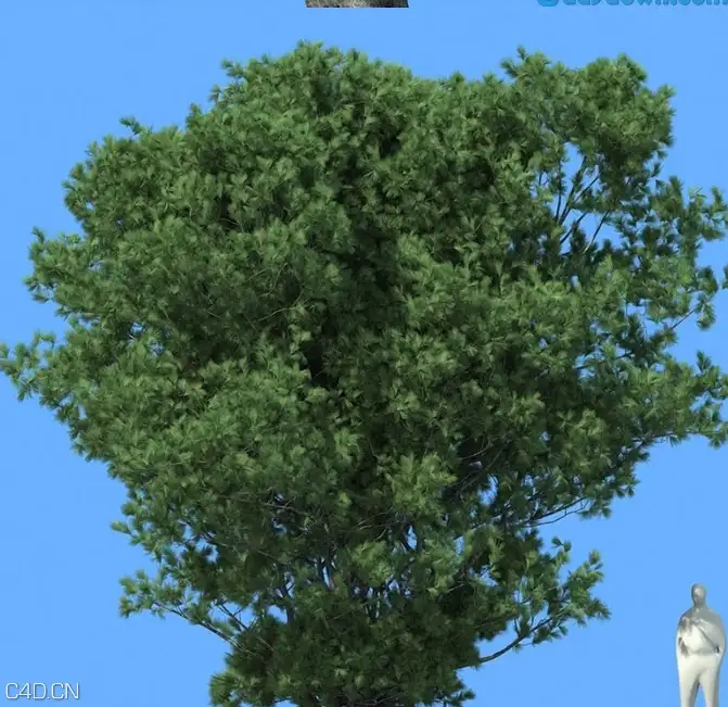松树3D模型合集 R&D Group – iTrees vol.5 Pine Trees - C4D之家 - cinema4d_ 2014-09-10 22.31.06.jpg
