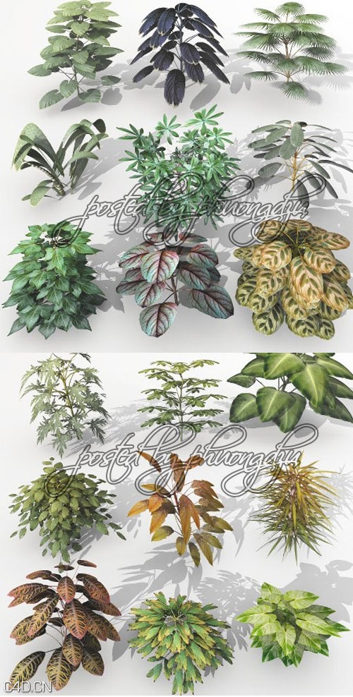 VUE梦幻植物3D模型合集 Dream Land Models 108 Plant set 1-3 for Vue – Vuegen - C4D之家 - CU0wa2I.jpg