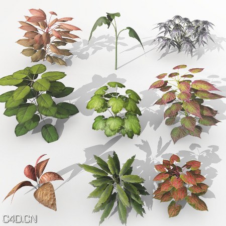 VUE梦幻植物3D模型合集 Dream Land Models 108 Plant set 1-3 for Vue – Vuegen - C4D之家 - 3e2edf56413fb413cb9f68fa3a6985e7.jpg