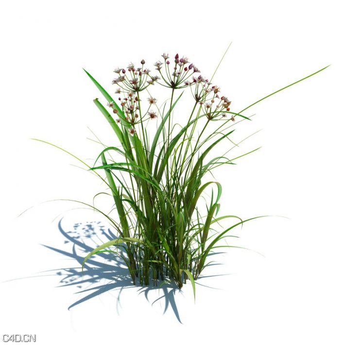 植物/草3D模型合集 Evermotion – Archmodels vol 126 - C4D之家 - c24cde7f8d5a0257950315f3ef2f1c1e.jpg