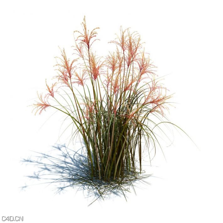植物/草3D模型合集 Evermotion – Archmodels vol 126 - C4D之家 - 4f915ecf743bd06a0abd132a4ff0e487.jpg