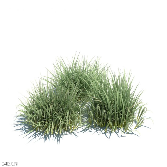 植物/草3D模型合集 Evermotion – Archmodels vol 126 - C4D之家 - 7268530d47971bd33f5397e6fda4e65b.jpg