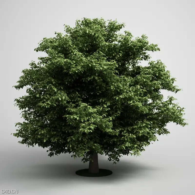 树木3D模型合集 CGAxis Models Volume 5: Trees - C4D之家 - 020000copy_0.jpg